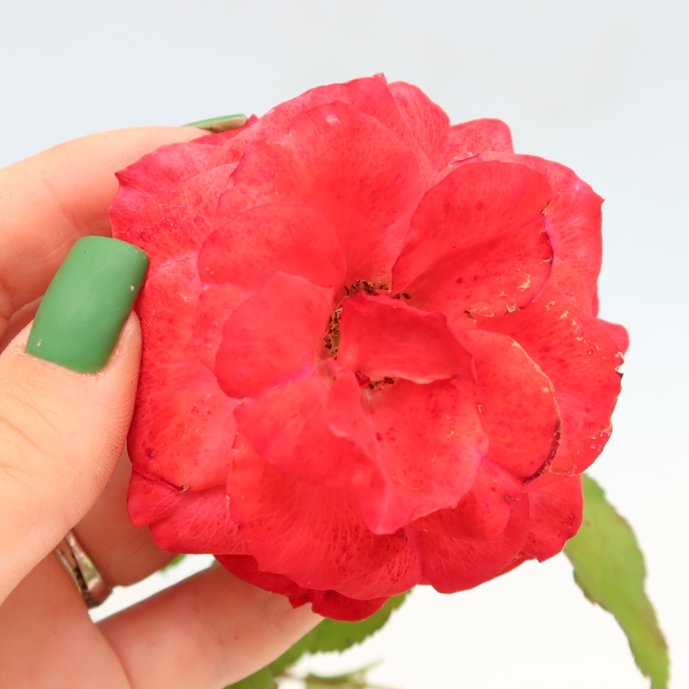Venkovní bonsai - Rosa Kordes -  růže