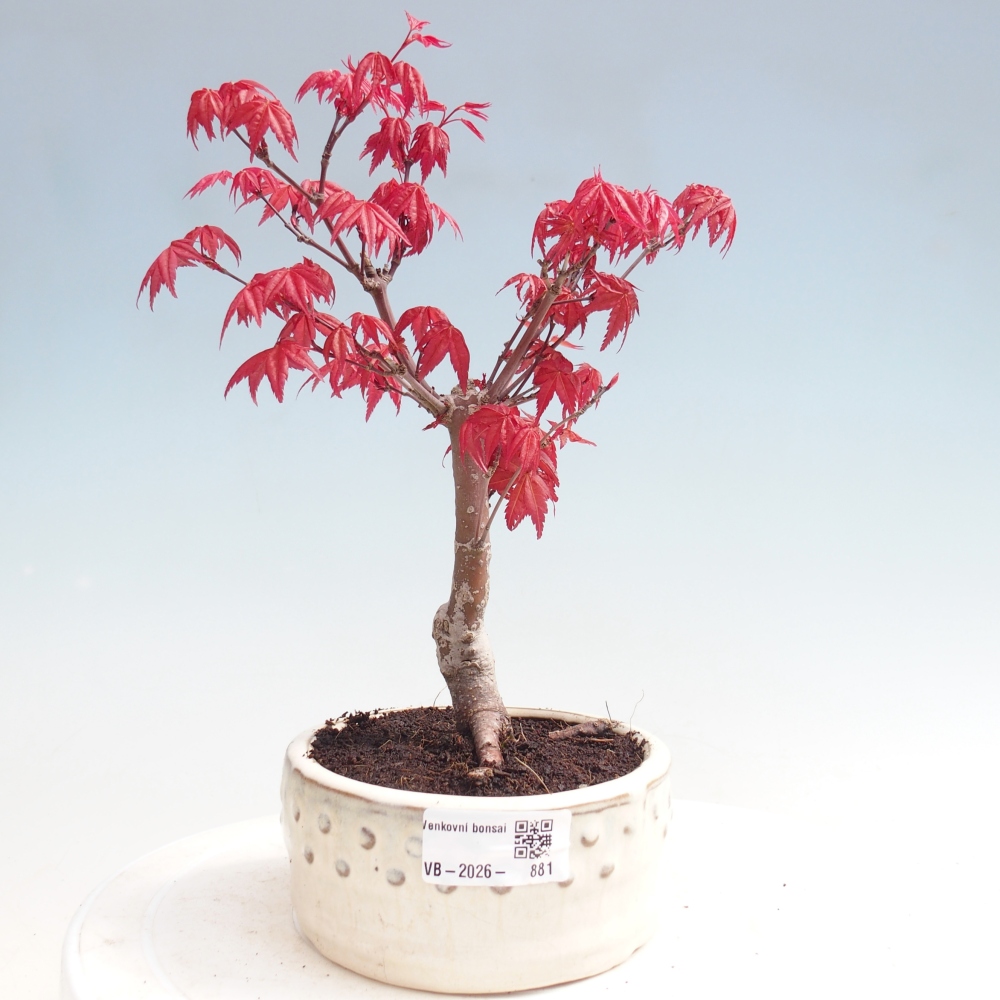 Venkovní bonsai - Javor dlanitolistý - Acer palmatum DESHOJO