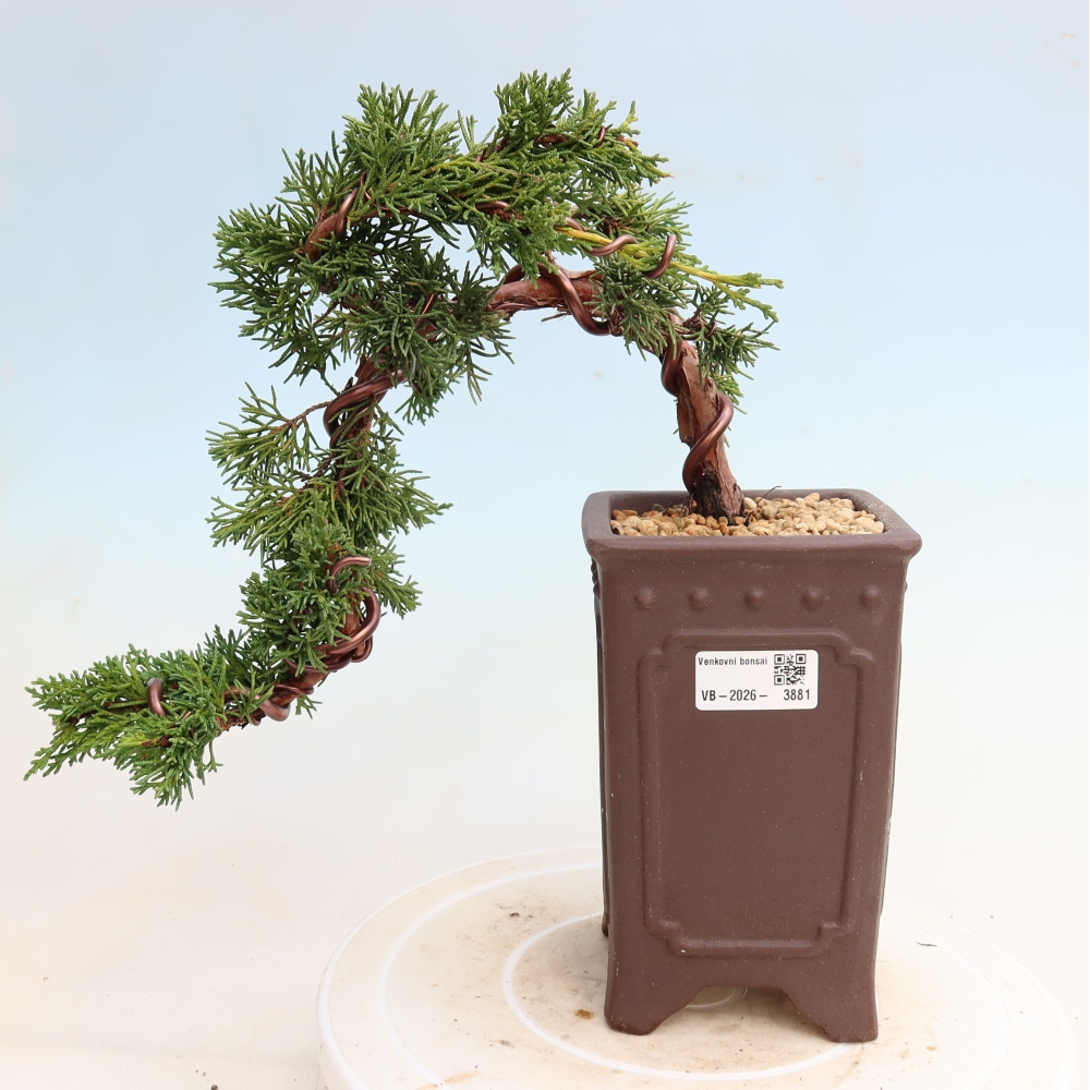 Venkovní bonsai - Juniperus chinensis Kishu -Jalovec čínský