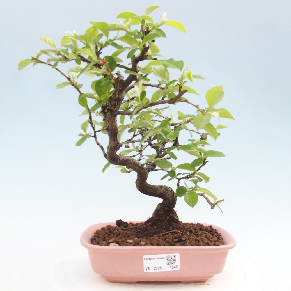 Venkovní  bonsai -  Chaneomeles chinensis - Kdoulovec čínsky