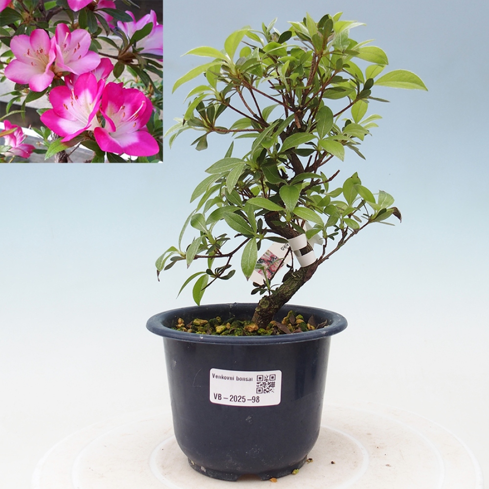 Venkovní bonsai - Japonská azalka - Azalea Reiko