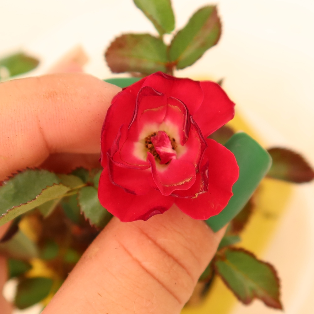 Venkovní bonsai - Rosa Kordes -  růže