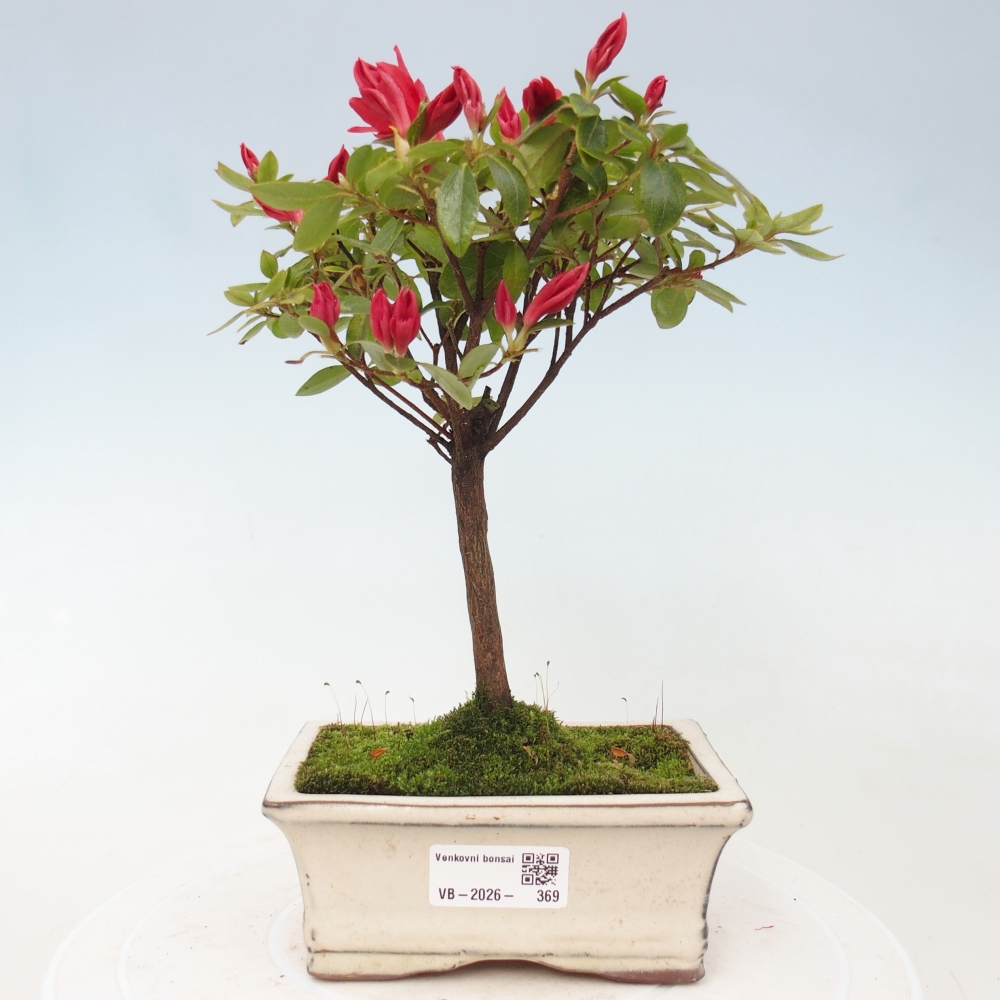 Venkovní bonsai - Japonská azalka - Azalea sp.