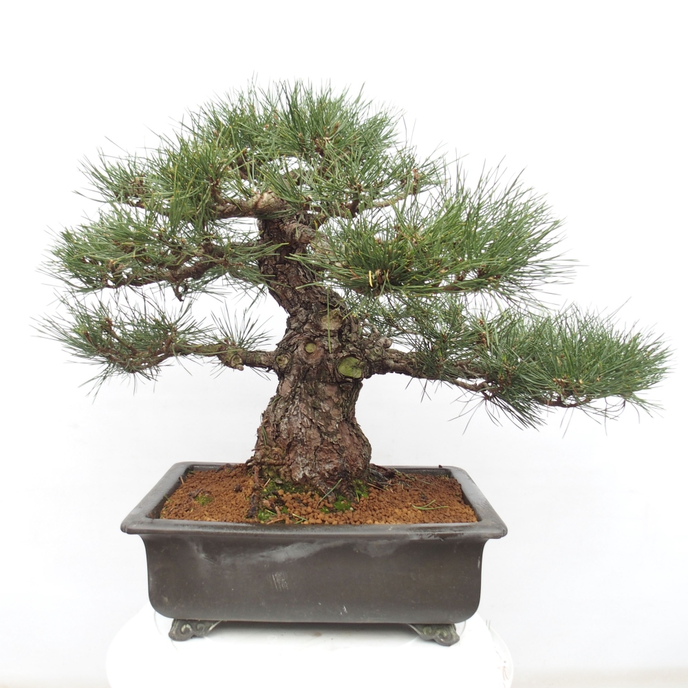 Venkovní bonsai - Pinus thunbergii - Borovice thunbergova