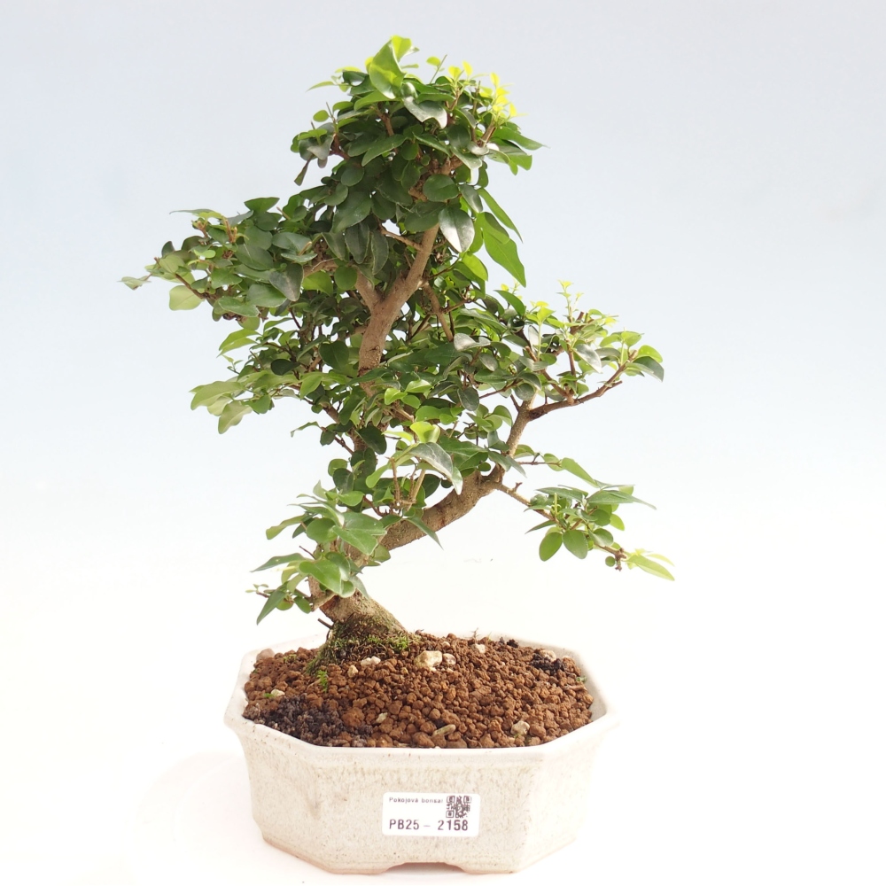 Pokojová bonsai -Ligustrum chinensis - Ptačí zob