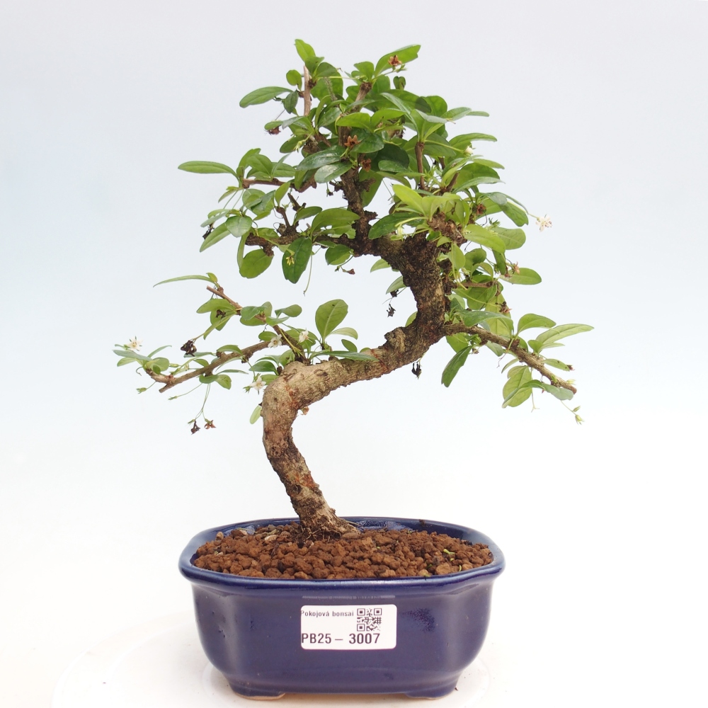 Pokojová bonsai - Carmona macrophylla - Čaj fuki