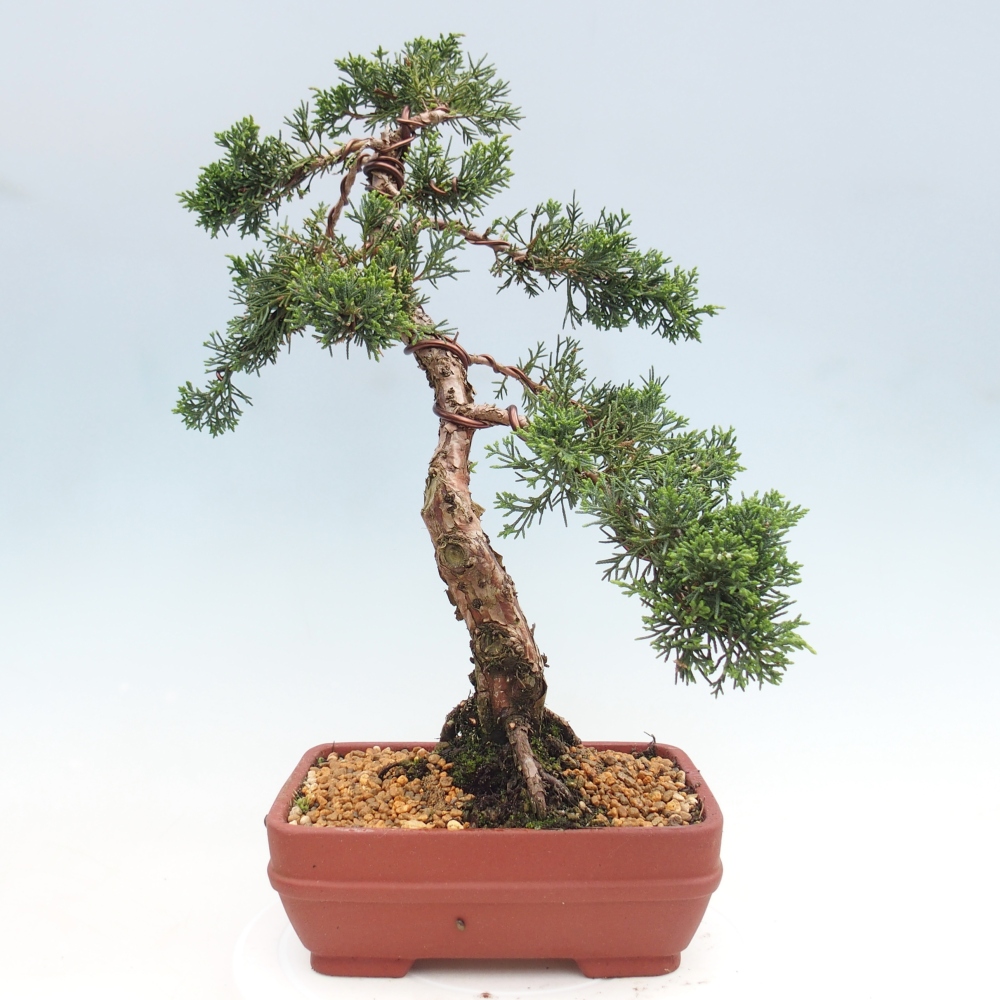 Venkovní bonsai - Juniperus chinensis Kishu -Jalovec čínský