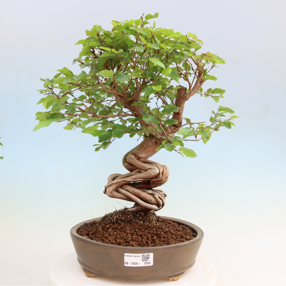 Venkovní bonsai -Carpinus coreana - Habr korejský