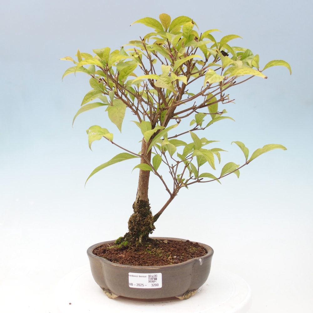 Venkovní bonsai - krásnoplodka - Callicarpa japonica