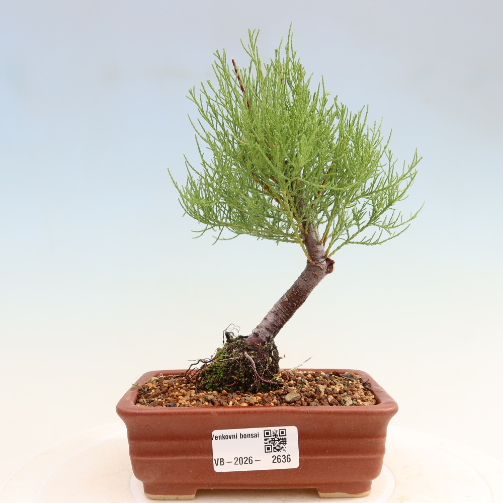 Venkovní bonsai - Tamaryšek - Tamarix