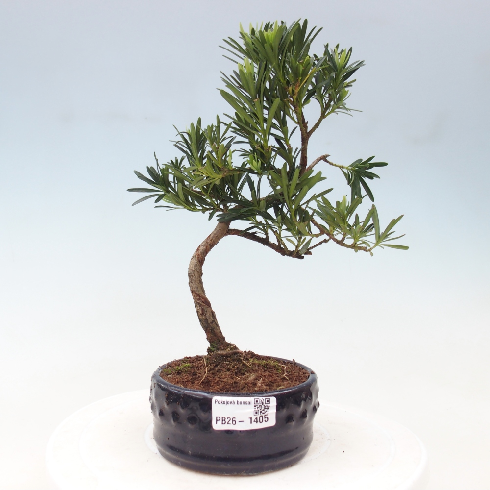 Pokojová bonsai - Podocarpus - Kamenný tis