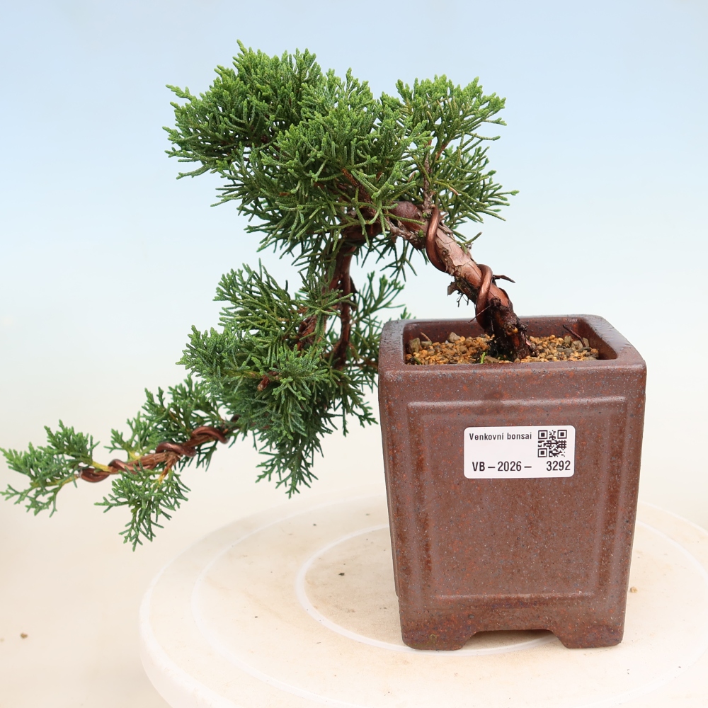 Venkovní bonsai - Juniperus chinensis Kishu -Jalovec čínský