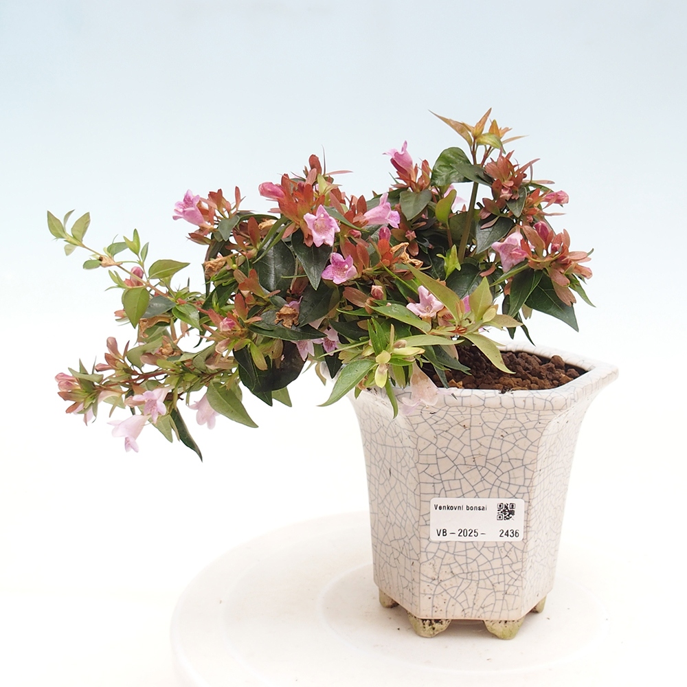 Venkovní bonsai - Abelia Grandiflora - Abélie velkokvětá