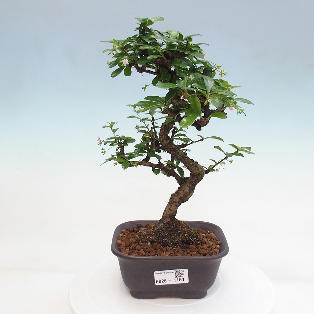 Pokojová bonsai - Carmona macrophylla - Čaj fuki