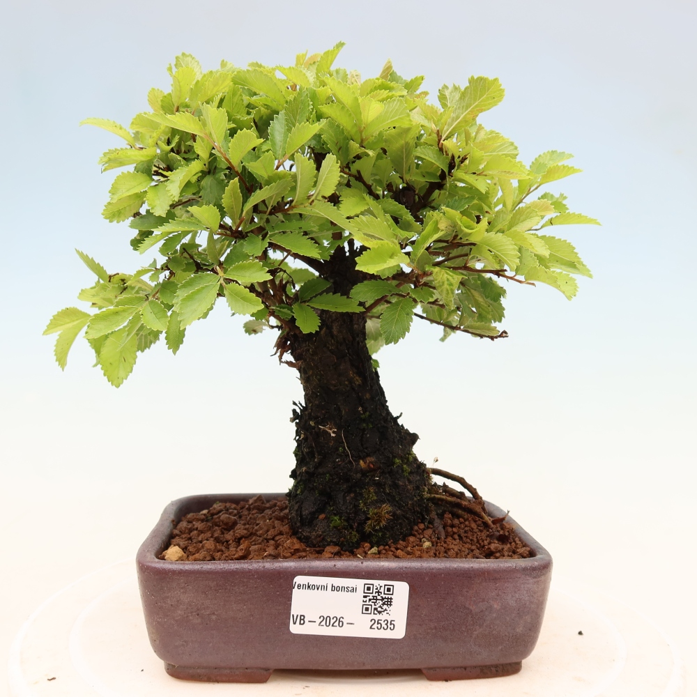 Venkovní bonsai - Zelkova - Zelkova NIRE