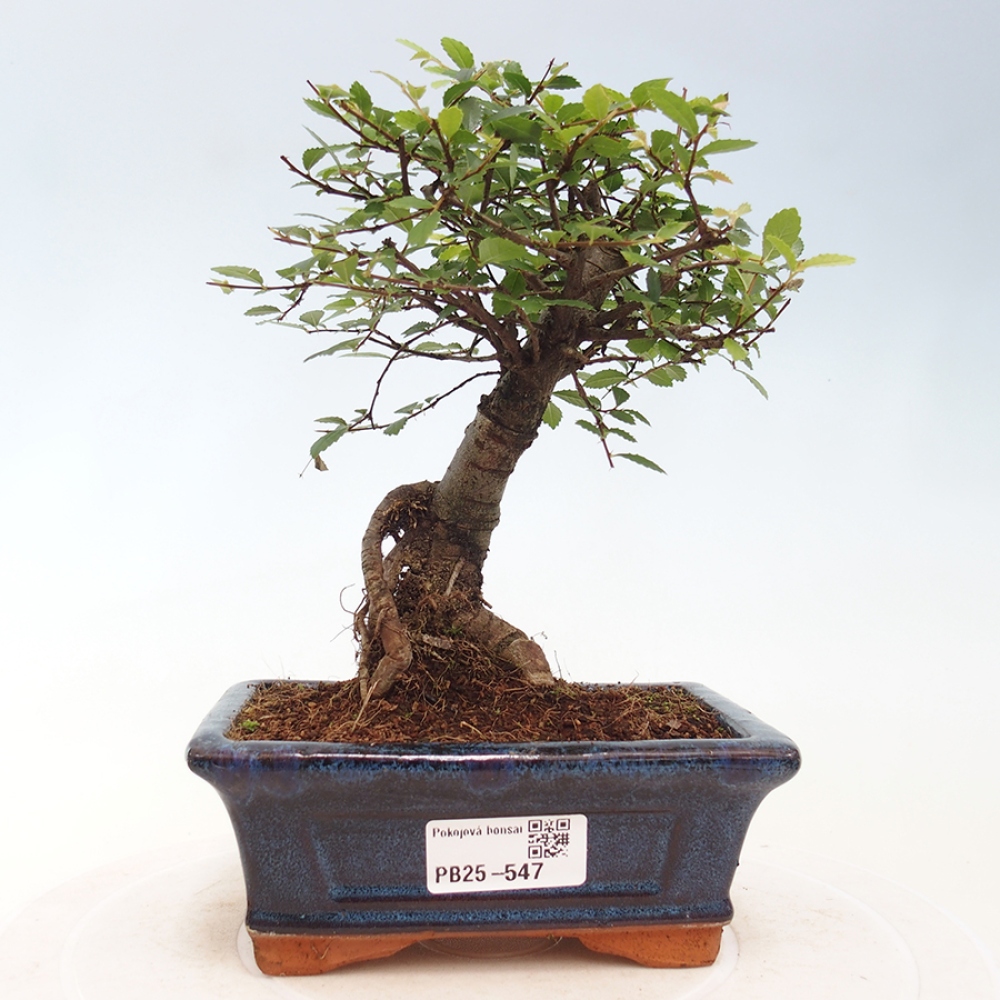 Pokojová bonsai - Ulmus parvifolia - Malolistý jilm