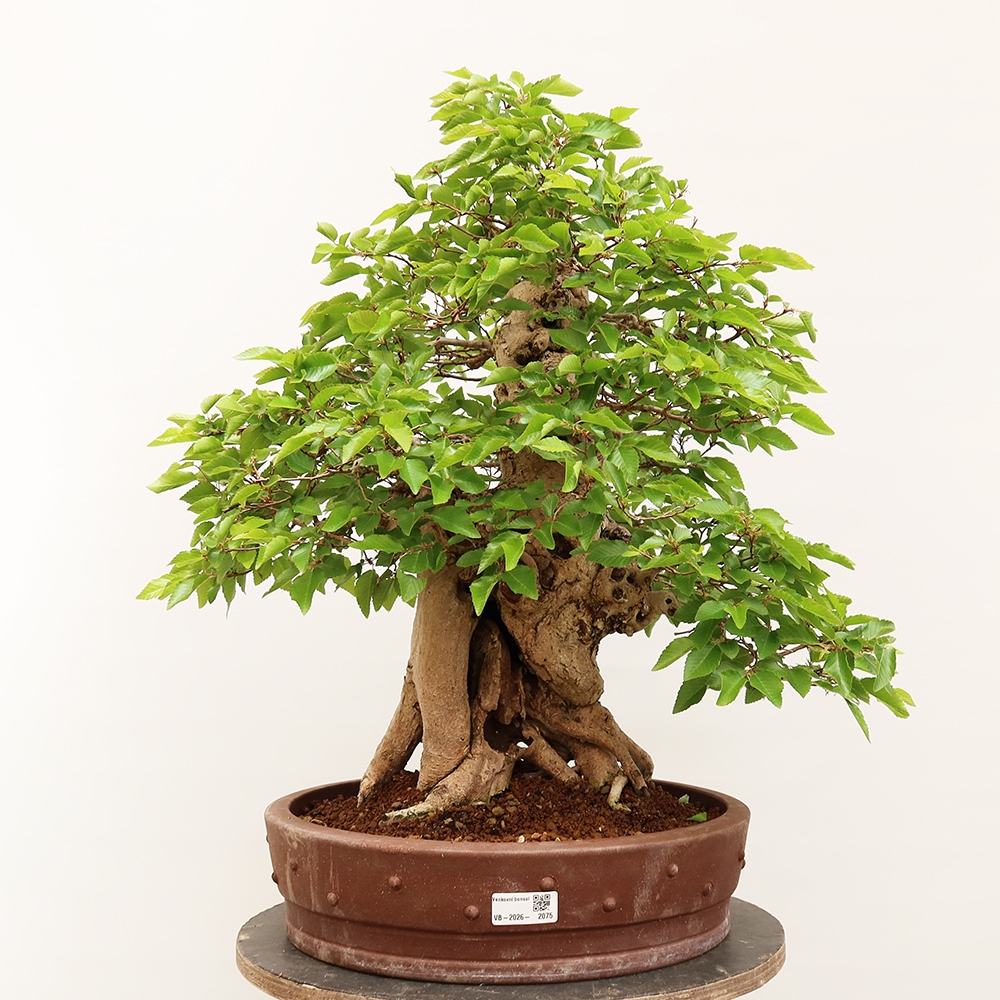 Venkovní bonsai -Carpinus Coreana - Habr korejský