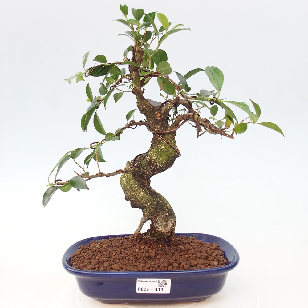 Pokojová bonsai - Ficus retusa -  malolistý fíkus