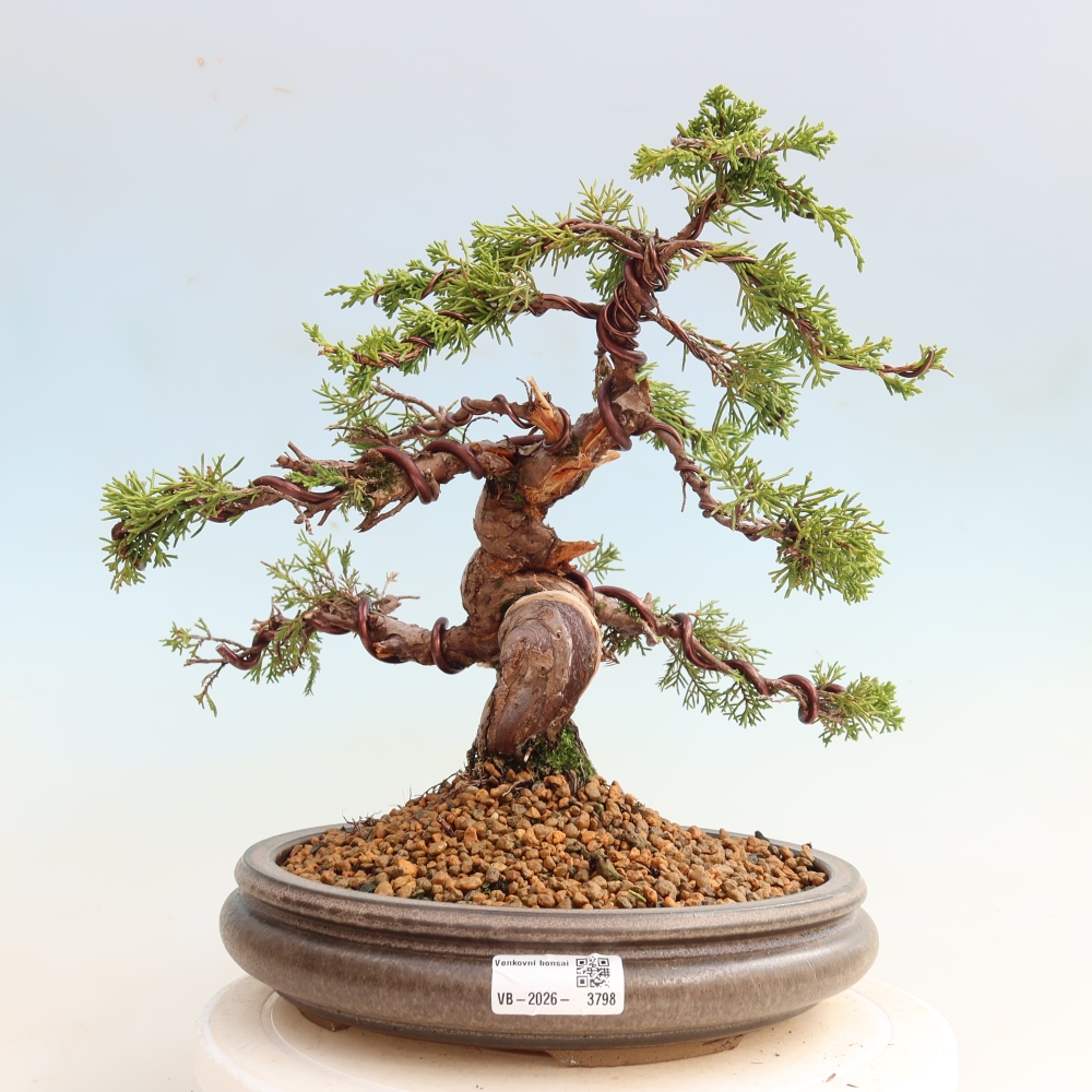 Venkovní bonsai - Juniperus chinensis Itoigawa-Jalovec čínský