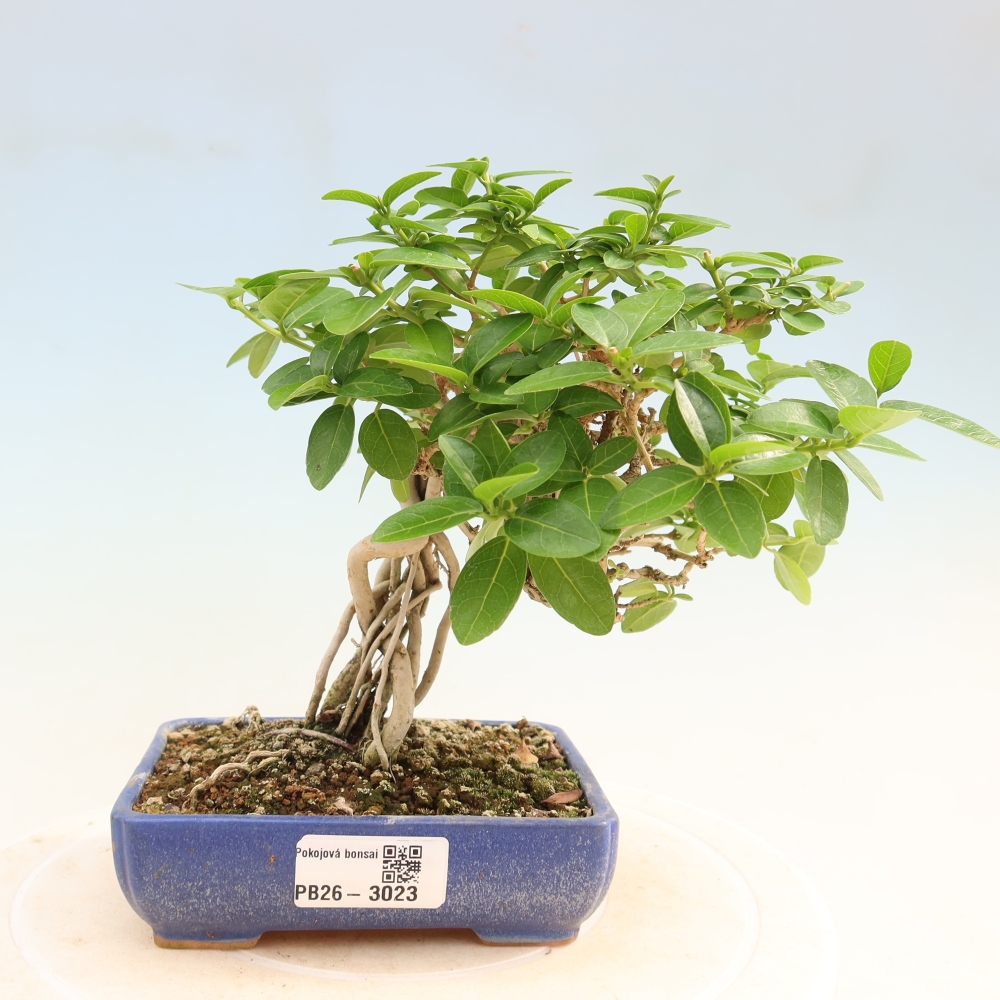 Pokojová bonsai - Premna serratifolia  - Kozlovoň malolistá
