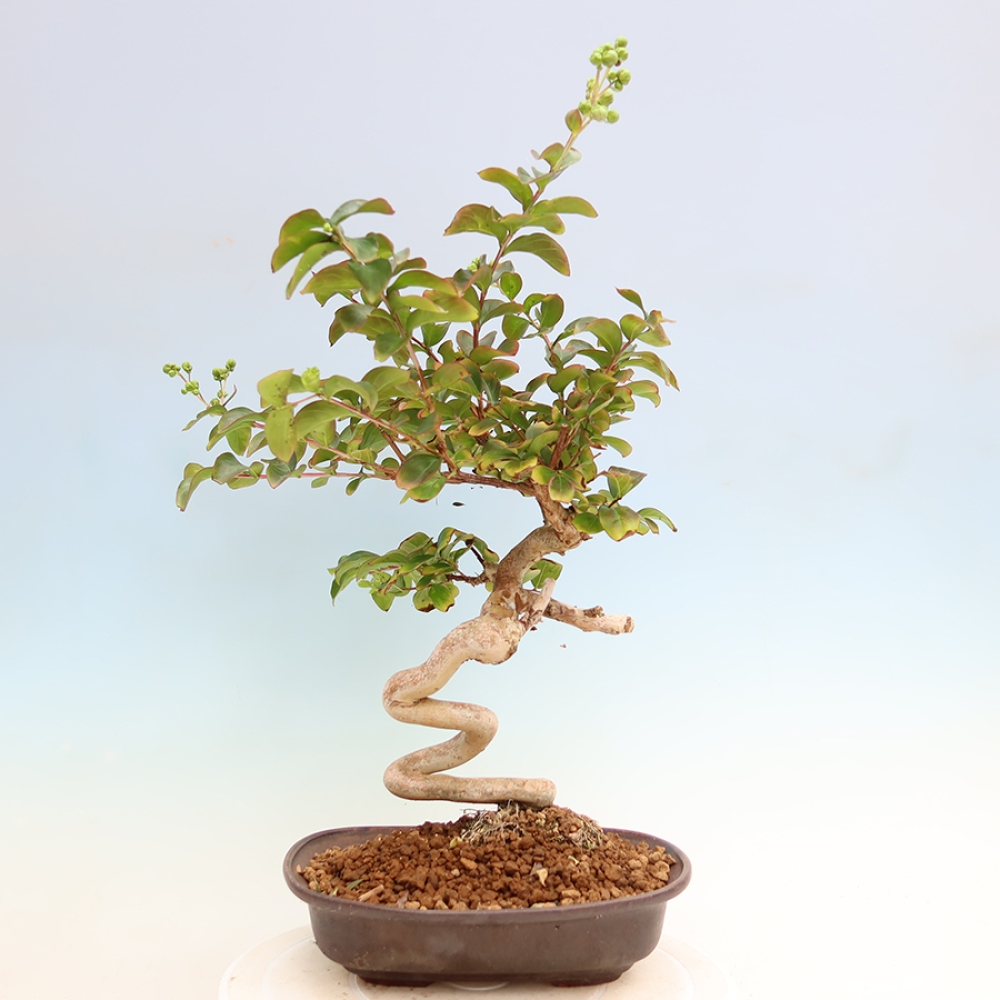 Pokojová bonsai - Lagerstroemia indica - indický šeřík