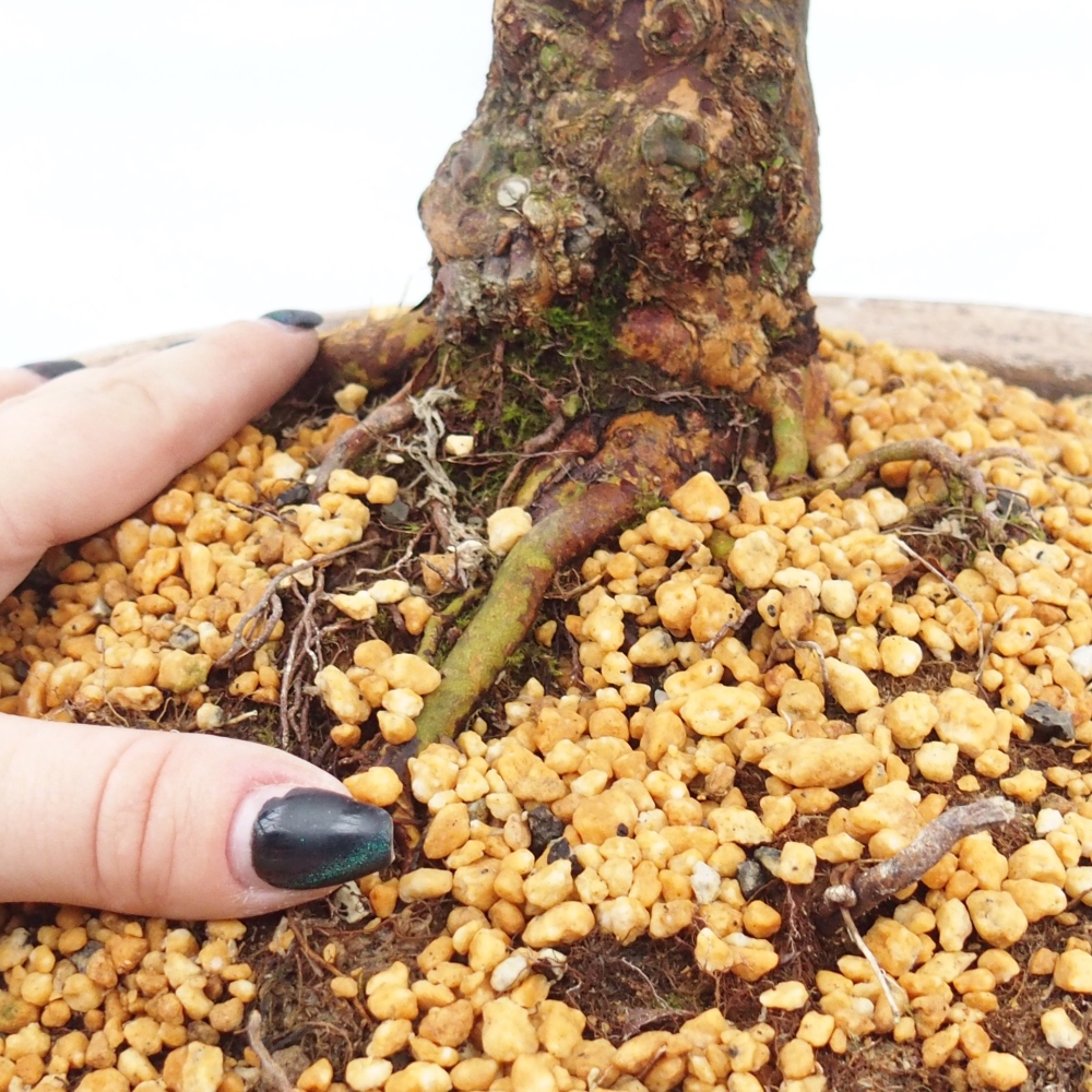 Venkovní bonsai - Japonská azalka - Azalea Kisshoten