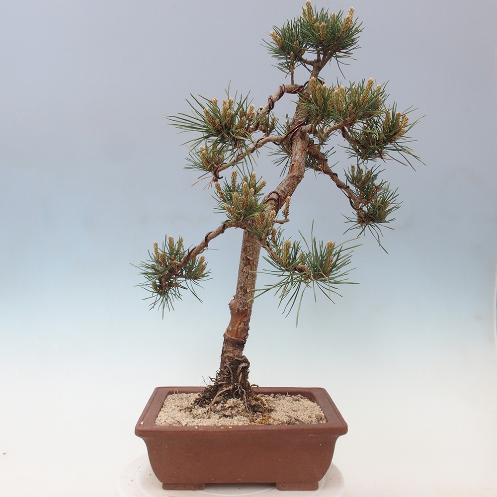Venkovní bonsai - Pinus Sylvestris Watererri - Borovice lesní