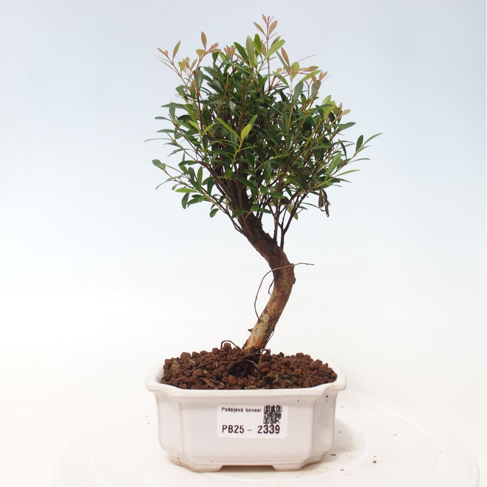 Pokojová bonsai - Syzygium - Pimentovník