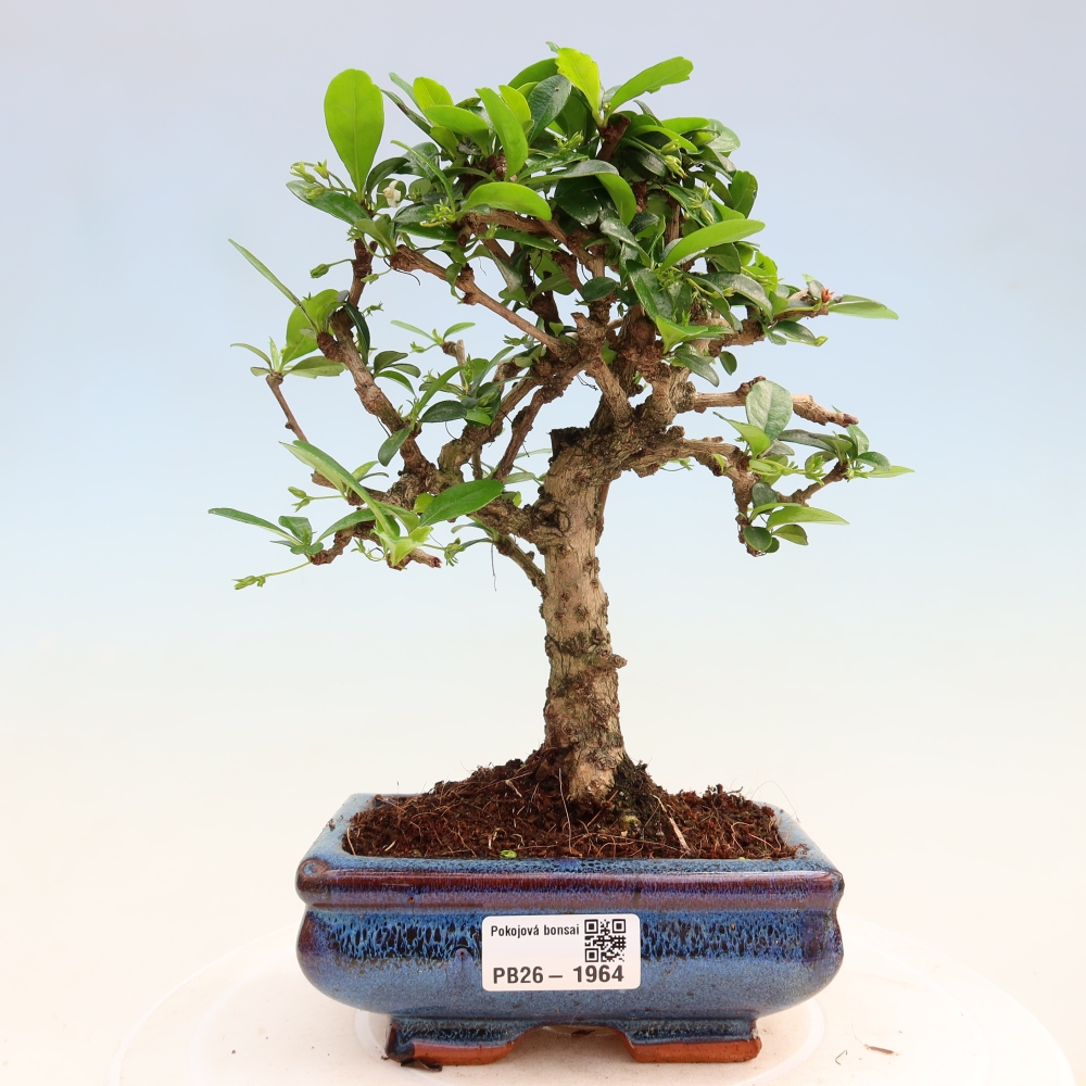 Pokojová bonsai - Carmona macrophylla - Čaj fuki