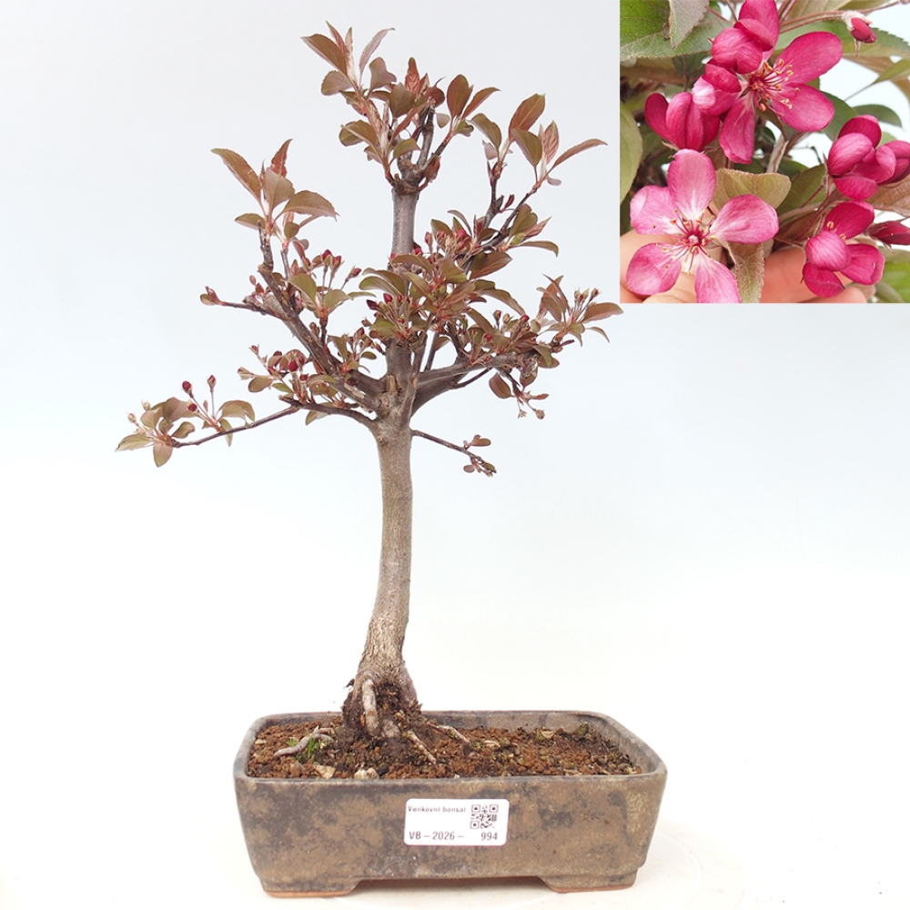 Venkovní bonsai -Malus domestica - Maloplodá jabloň červenolistá