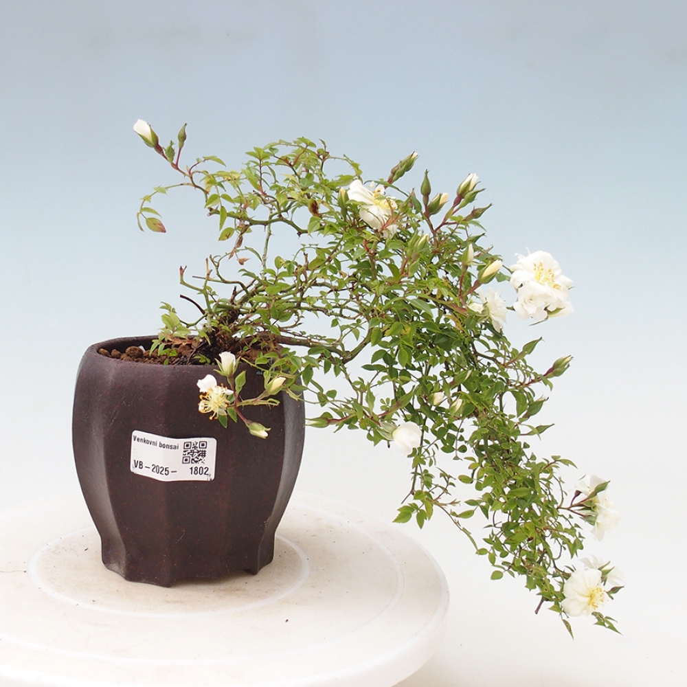 Venkovní bonsai - Rosa Sea Foam -  růže