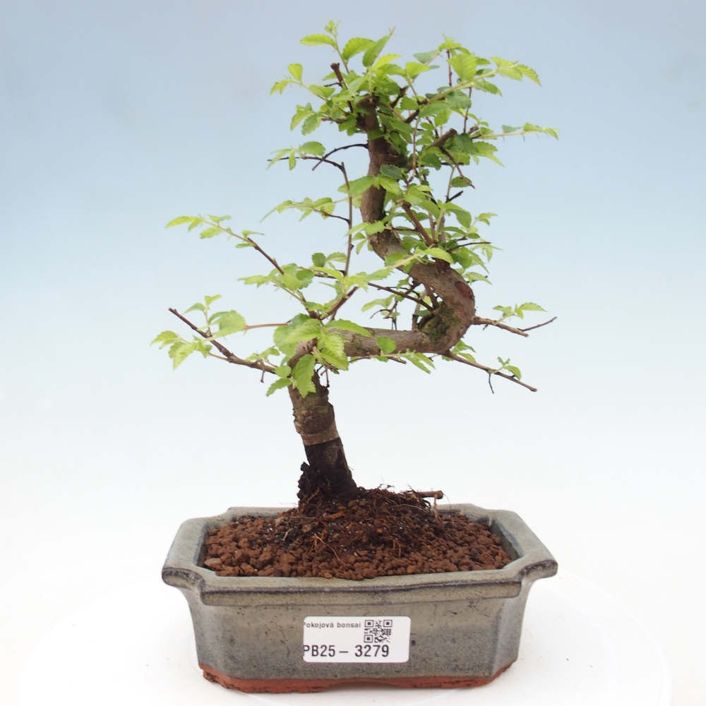 Pokojová bonsai - Ulmus parvifolia - Malolistý jilm