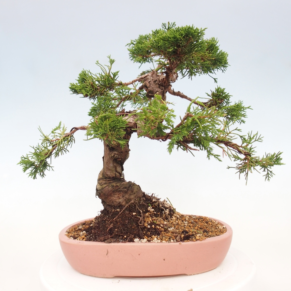 Venkovní bonsai - Juniperus chinensis Itoigawa -Jalovec čínský
