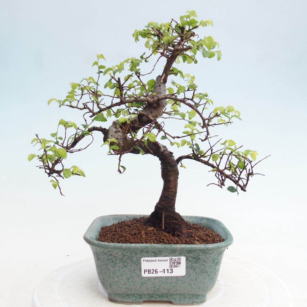 Pokojová bonsai - Ulmus parvifolia - Malolistý jilm