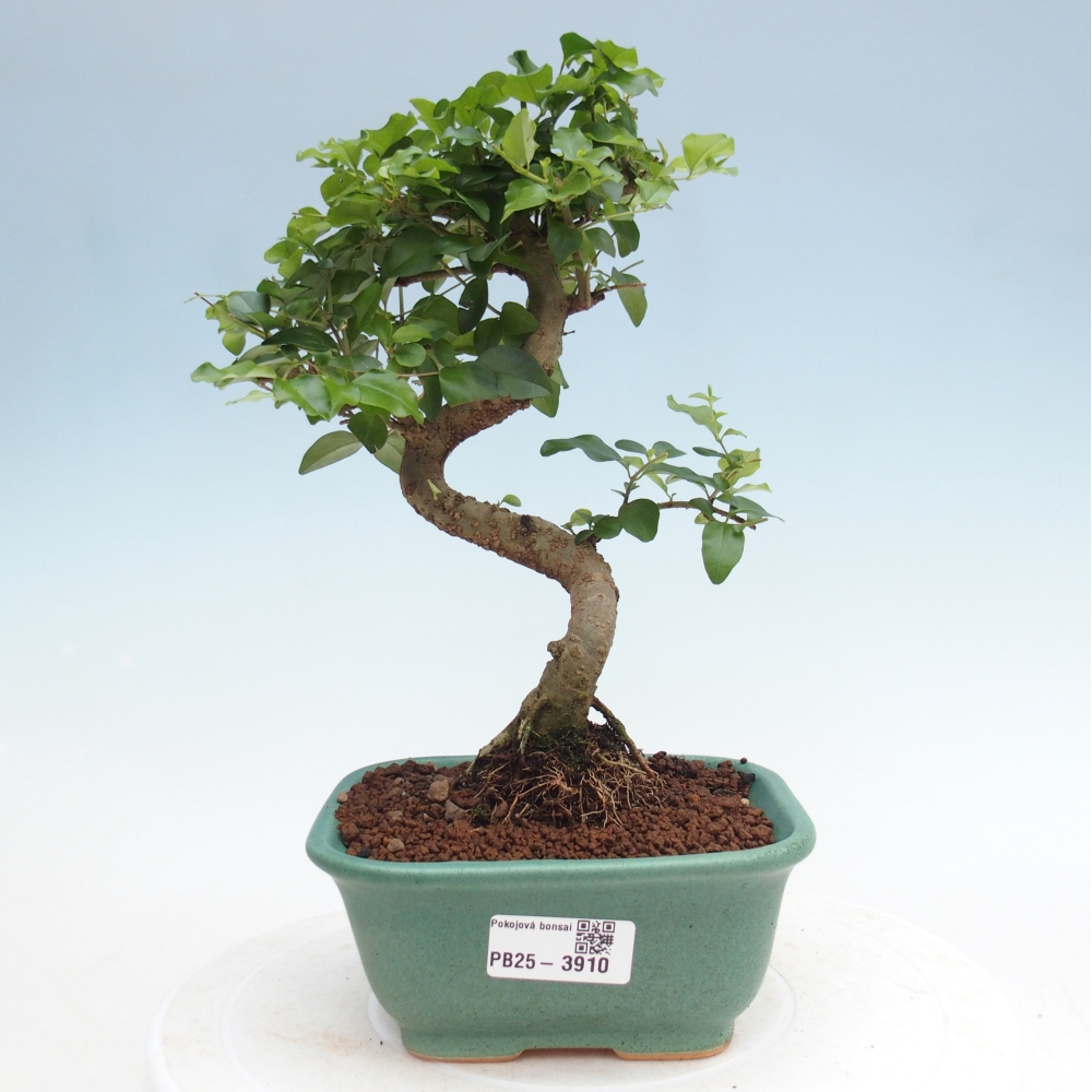 Pokojová bonsai -Ligustrum chinensis - Ptačí zob