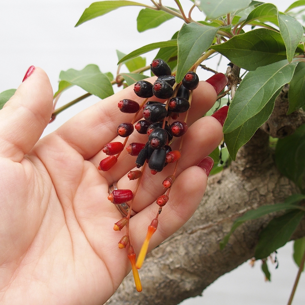 Pokojová bonsai - Hamelia patent