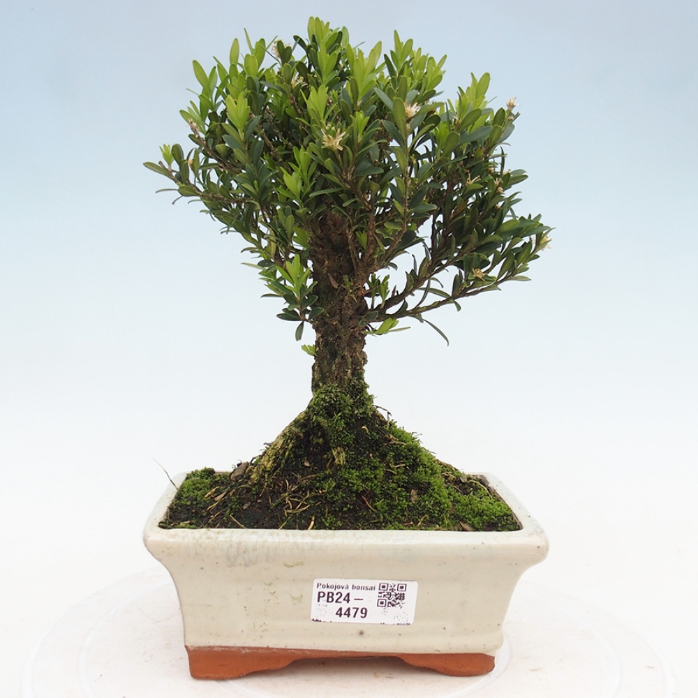 Pokojová bonsai - Buxus harlandii - korkový buxus