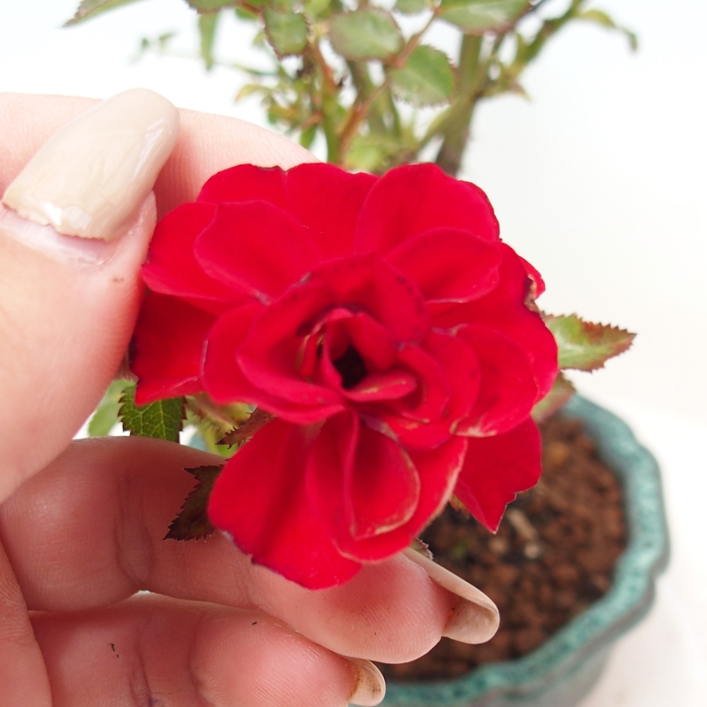 Venkovní bonsai - Rosa Kordes -  růže