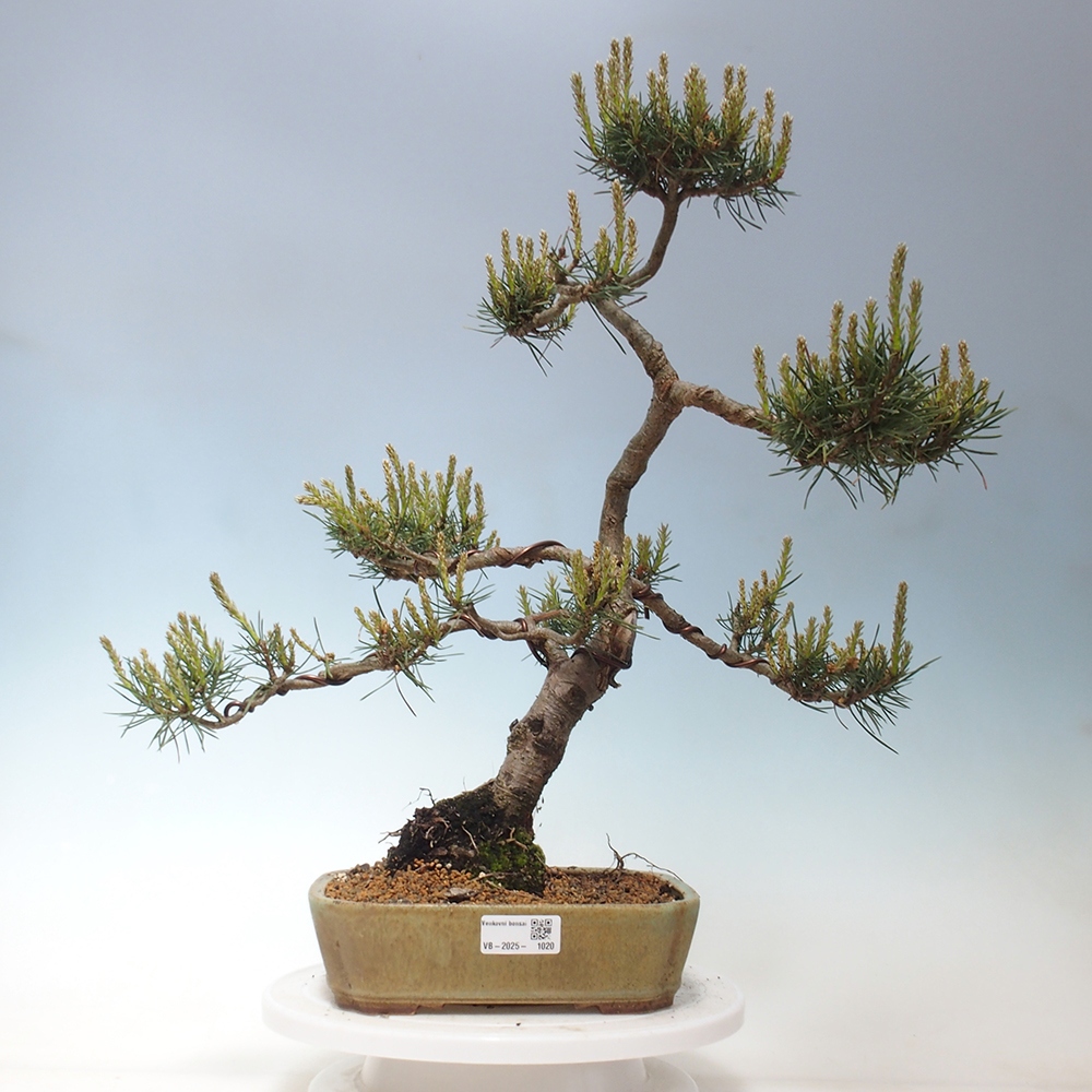 Venkovní bonsai - Pinus Sylvestris Watererri - Borovice lesní