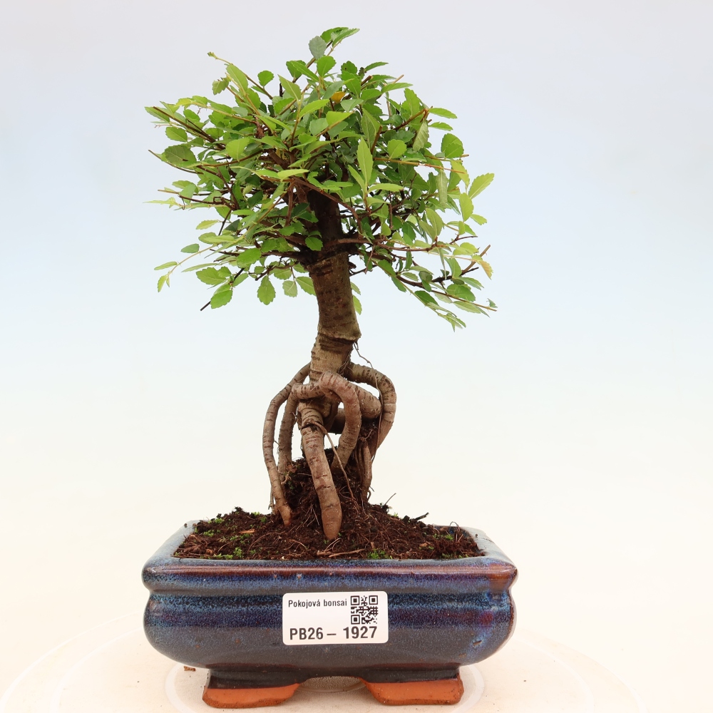 Pokojová bonsai - Ulmus parvifolia - Malolistý jilm