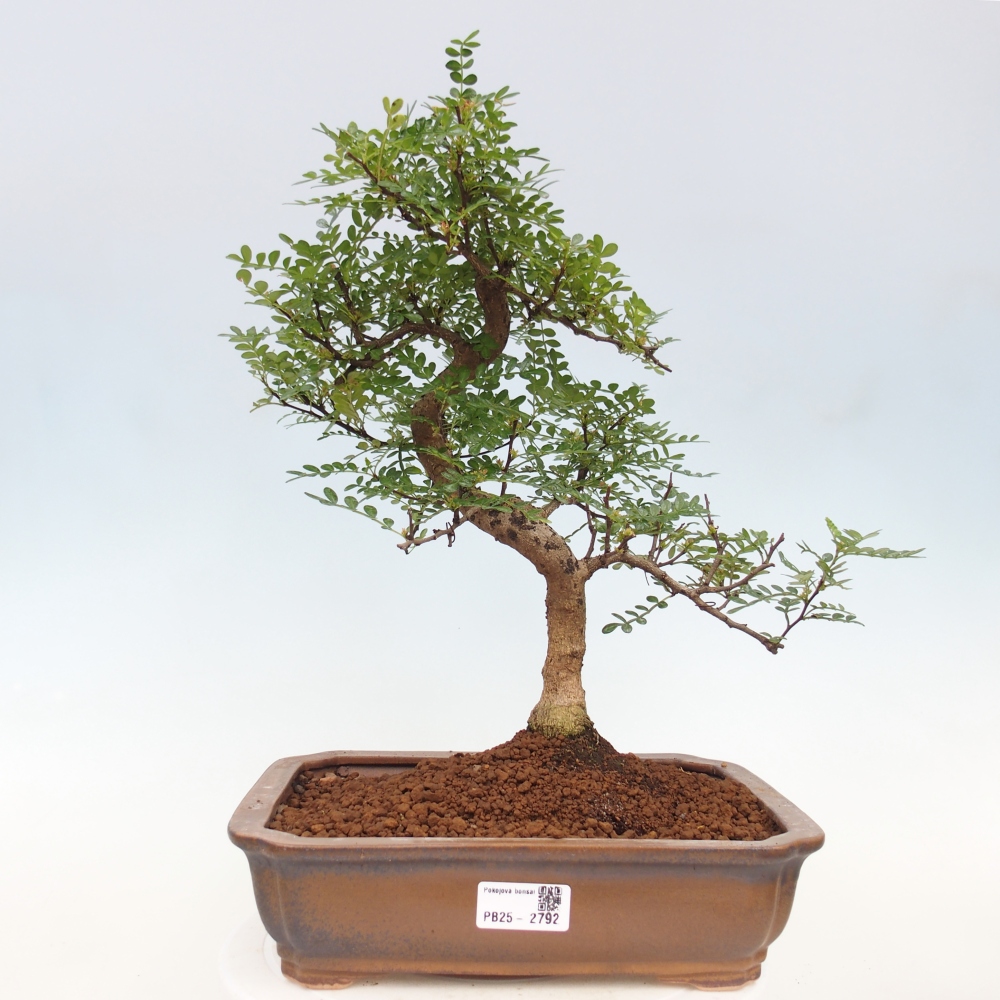 Pokojová bonsai - Zantoxylum piperitum - pepřovník