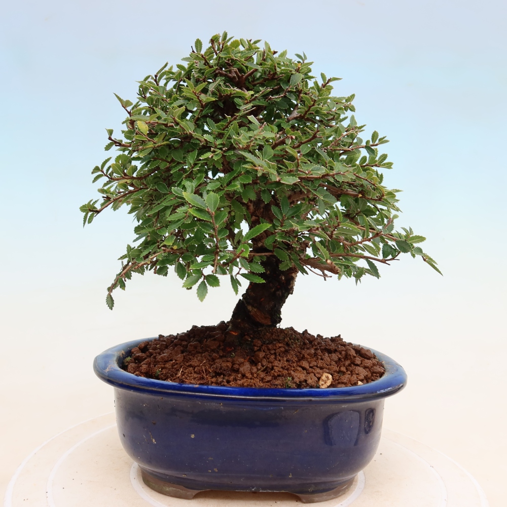 Venkovní bonsai - Zelkova - Zelkova NIRE