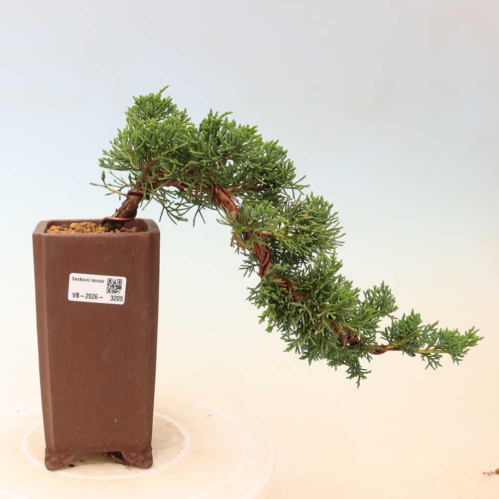Venkovní bonsai - Juniperus chinensis Kishu -Jalovec čínský