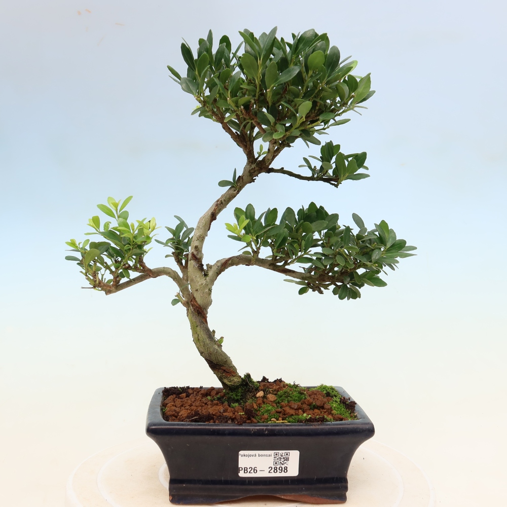 Pokojová bonsai - Ilex crenata - Cesmína