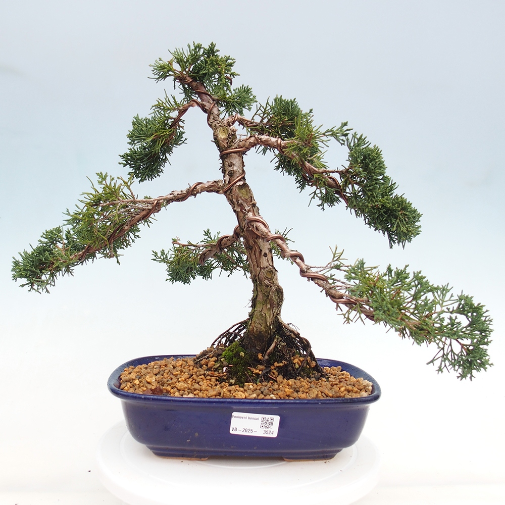 Venkovní bonsai - Juniperus chinensis Kishu -Jalovec čínský