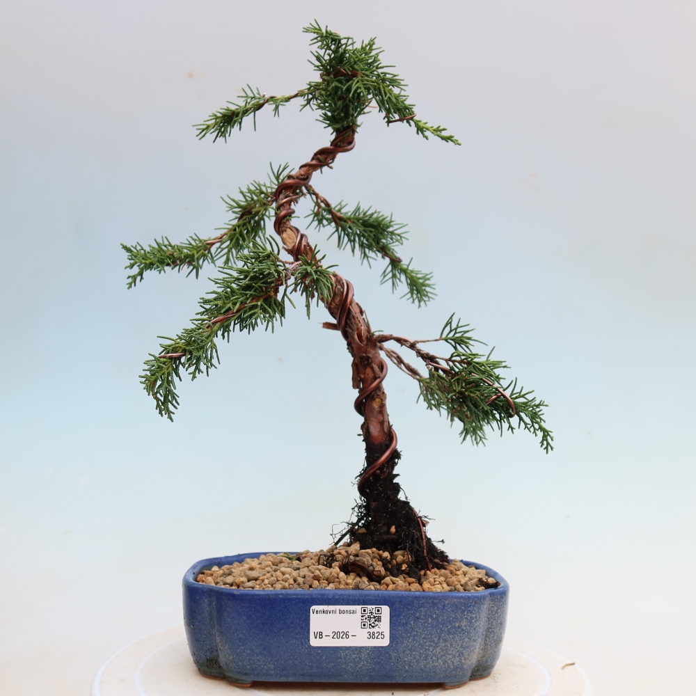 Venkovní bonsai - Juniperus chinensis Kishu -Jalovec čínský