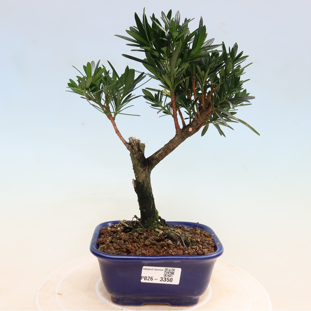 Pokojová bonsai - Podocarpus - Kamenný tis