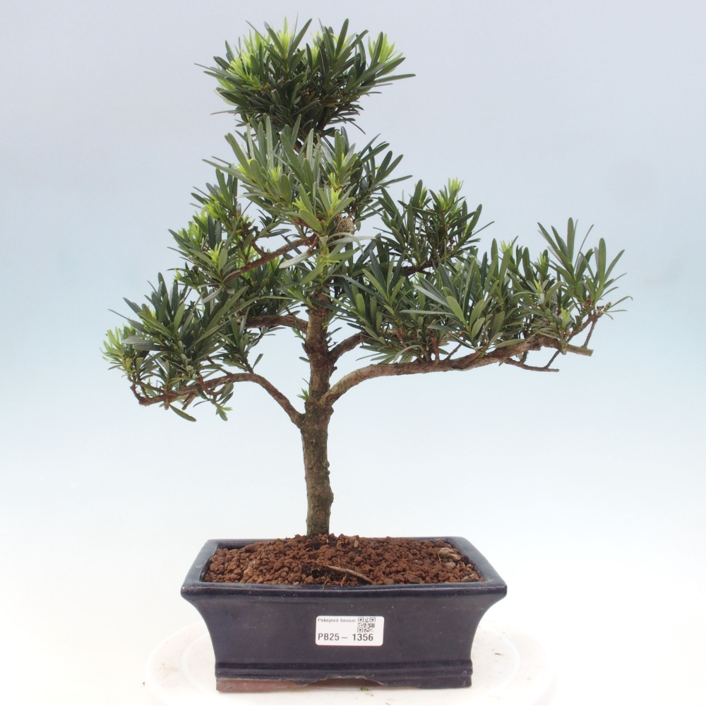 Pokojová bonsai - Podocarpus - Kamenný tis