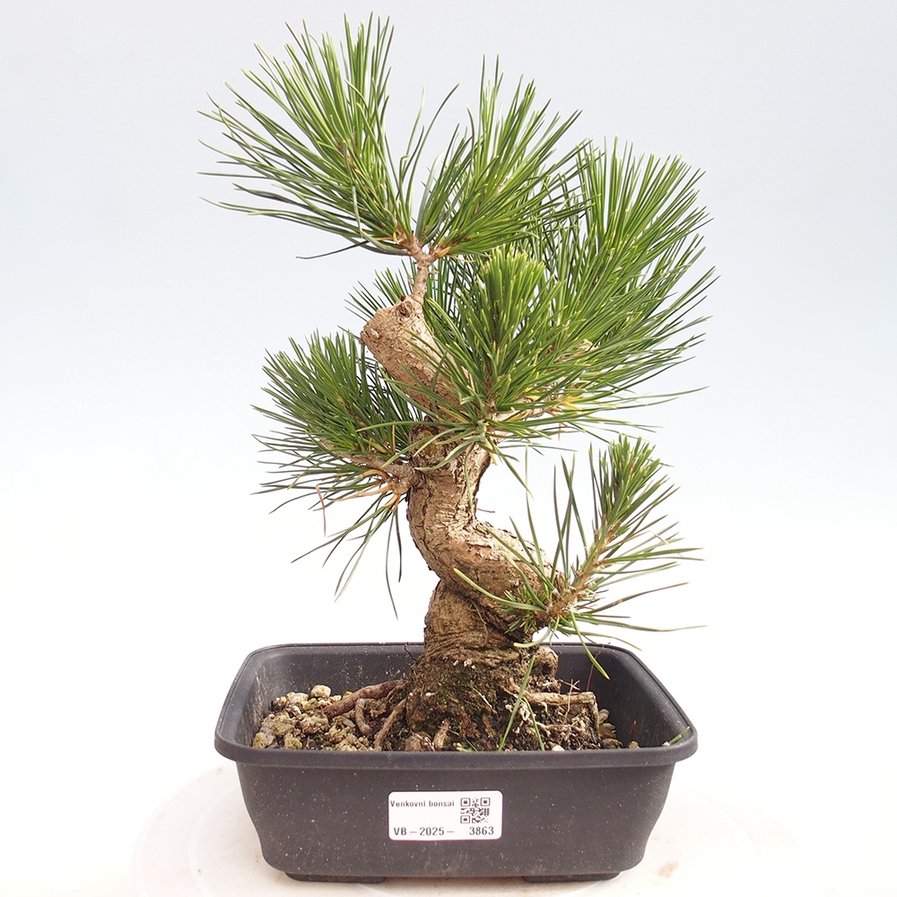 Venkovní bonsai - Pinus thunbergii - Borovice thunbergova