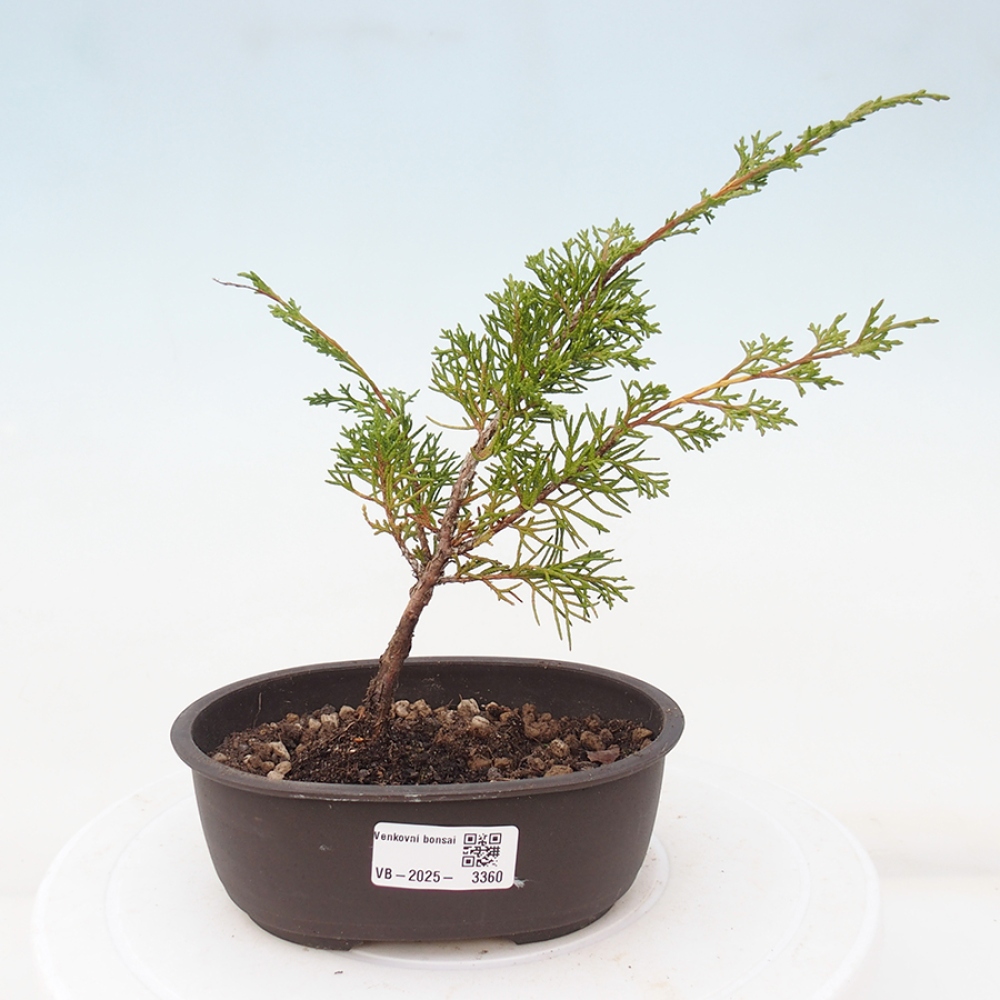 Venkovní bonsai - Juniperus chinensis Itoigawa -Jalovec čínský